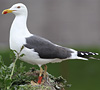 adult LBBG Dutch intergrade in September, ringed in the Netherlands. (85708 bytes)